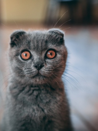 Scottish fold cat pictures