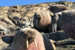 HD walrus pictures