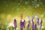 2021年5月清新護眼穀雨節氣桌麵日曆壁紙