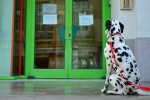 Dalmatian dog pictures desktop wallpaper