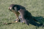 Peregrine Falcon Picture Desktop Wallpaper