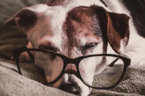 Jack Russell Terrier Pictures Desktop Wallpaper