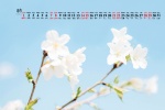 2021年8月清新向日葵桌面日历壁纸