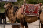 Desert boat camel picture