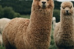 Alpaca pictures tame and cute alpaca pictures