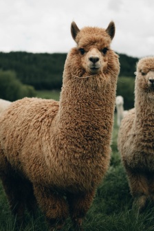 羊駝圖片 溫馴可愛羊駝圖片