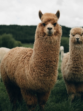 Alpaca pictures tame and cute alpaca pictures