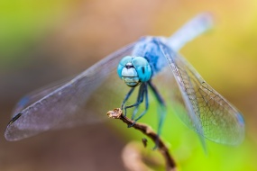 Dragonfly picture material HD desktop wallpaper