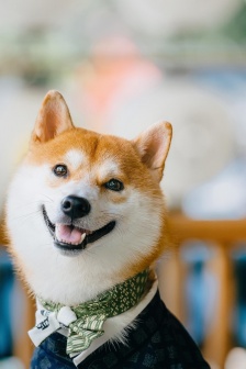 可愛蠢萌汪星人手機壁紙