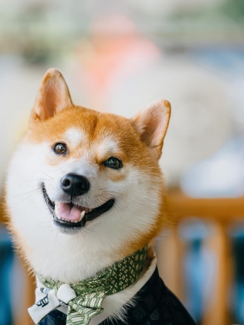 可爱蠢萌汪星人手机壁纸