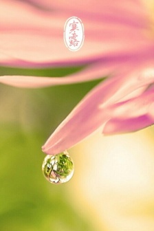 節氣寒露唯美圖片高清手機壁紙