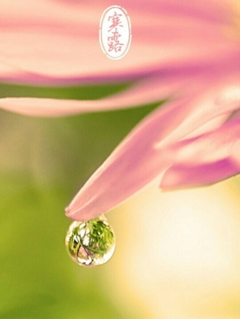 Solar term cold dew beautiful pictures HD mobile wallpaper