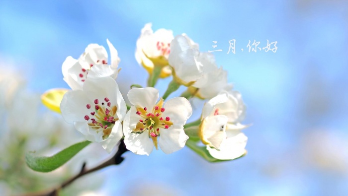 Goodbye February, Hello March, desktop wallpapers