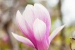 Magnolia flower photography HD desktop wallpaper