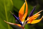 Strelitzia reginae pictures desktop wallpaper