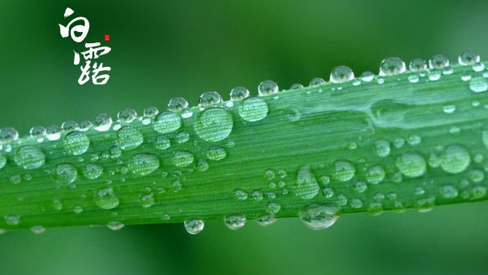 白露節氣高清圖片桌麵壁紙