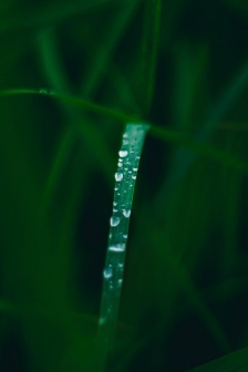 Green small fresh eye protection mobile wallpaper