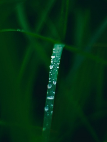 綠色小清新護眼手機壁紙