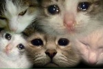 Summary of tearful cat head emoticons