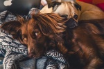 Lively Irish Setter Pictures
