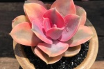 Rainbow succulent pictures
