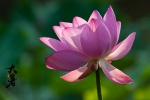 Lotus beautiful pictures desktop wallpaper during the great summer season