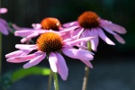 HD echinacea pictures desktop wallpaper