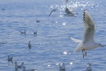 Seagulls at sea pictures desktop wallpaper