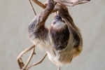 Sloth Pictures Cute Sloth Pictures