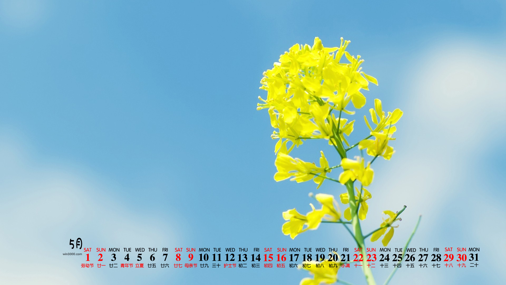 2021年5月小清新花卉植物桌面日历壁纸