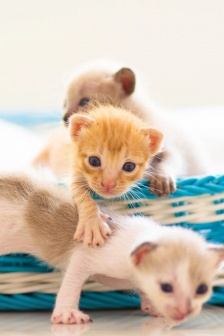 Cute soft little cat mobile wallpaper