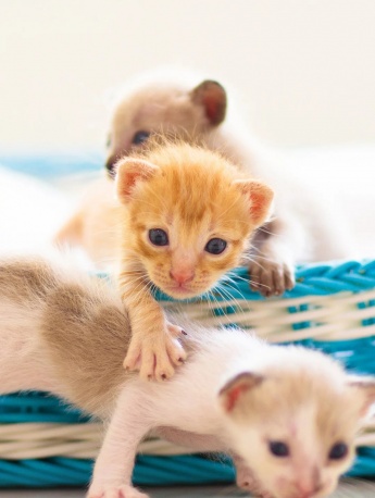 可爱软萌的小奶猫手机壁纸