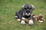 Cute and cute Schnauzer pictures