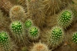 Thorny cactus pictures desktop wallpaper