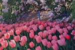 pink tulips pictures