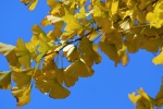 Autumn ginkgo leaves pictures desktop wallpaper