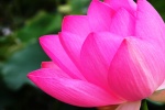 Beautiful lotus pond lotus HD desktop wallpaper