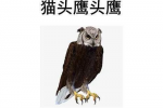 猫头鹰头鹰