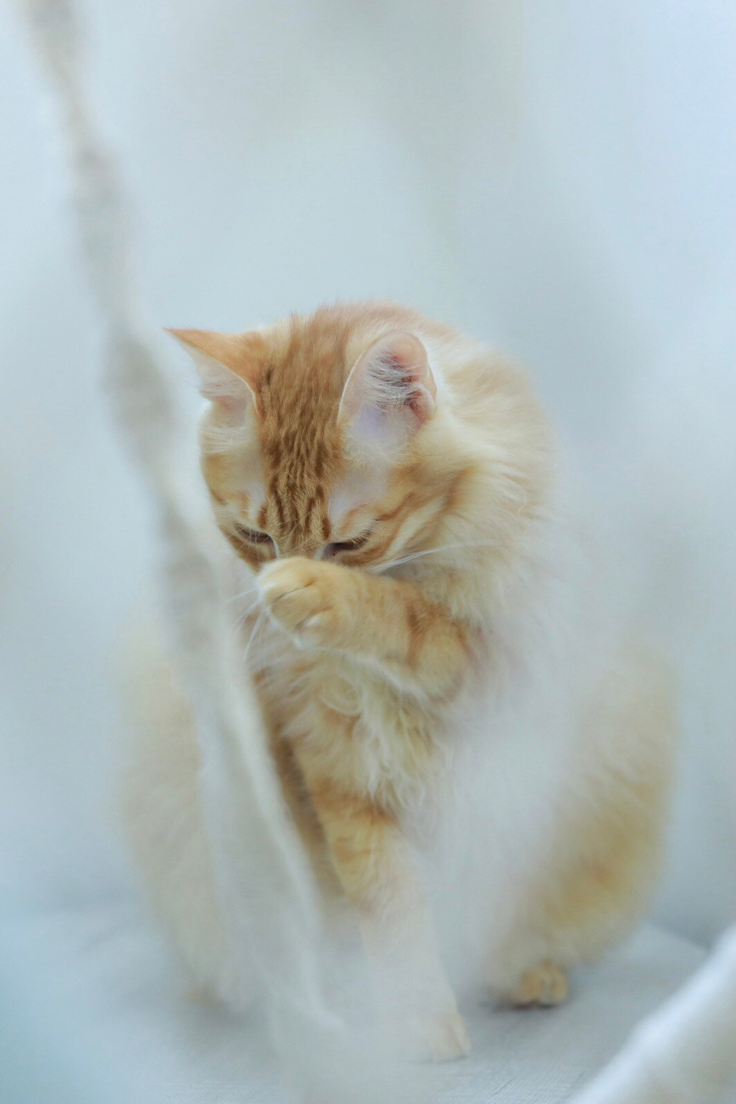 千岛短尾猫图片