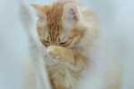 Thousand Island Bobtail Cat Pictures