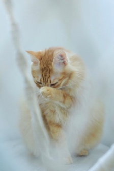 Thousand Island Bobtail Cat Pictures