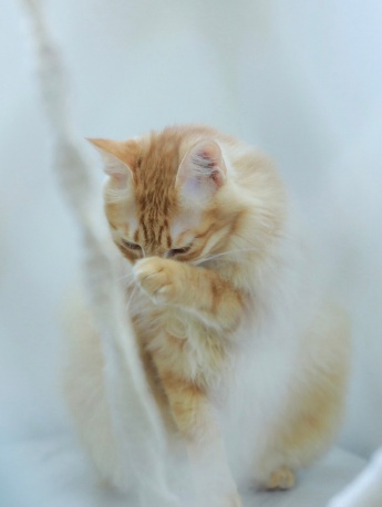 Thousand Island Bobtail Cat Pictures