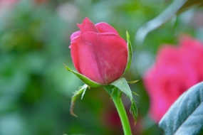 红色玫瑰花图片桌面壁纸