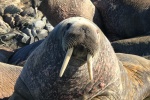 HD walrus pictures