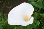 HD calla lily pictures desktop wallpaper