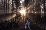Dalmatian dog pictures