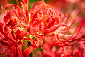 彼岸花图片摄影高清电脑壁纸