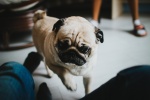 Cute pug pictures desktop wallpaper