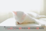 March 2022 Cute Cat Desktop Calendar Wallpaper