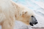 HD polar bear pictures desktop wallpaper
